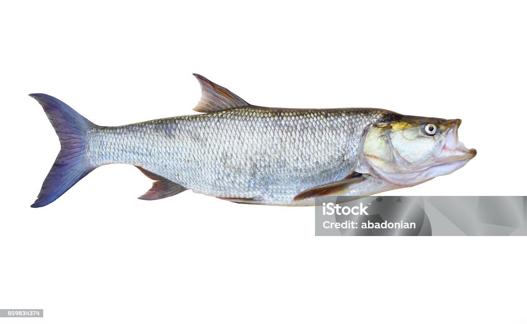 The Asp fish - Aspius Aspius. The Asp fish - Aspius Aspius. Animal isolated on white background. Tarpon Stock Photo