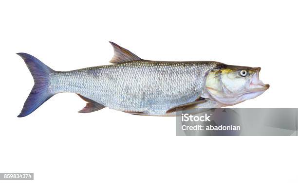 The Asp Fish Aspius Aspius Stock Photo - Download Image Now - Tarpon, Fishing, Animal
