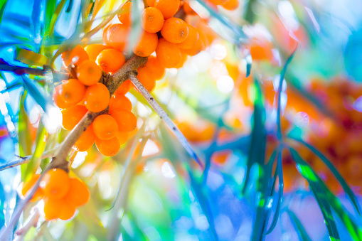 Berries of a sea buckthorn. Perennial and thorny shrub growing in poor, sandy soils.