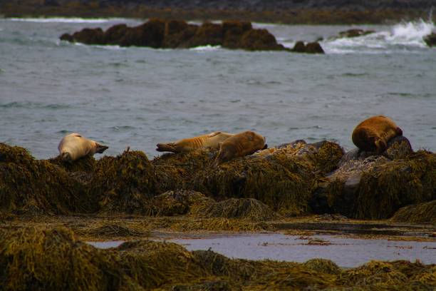 istock Seals at Ytri Tunga beach, July 2017, Iceland 859844372