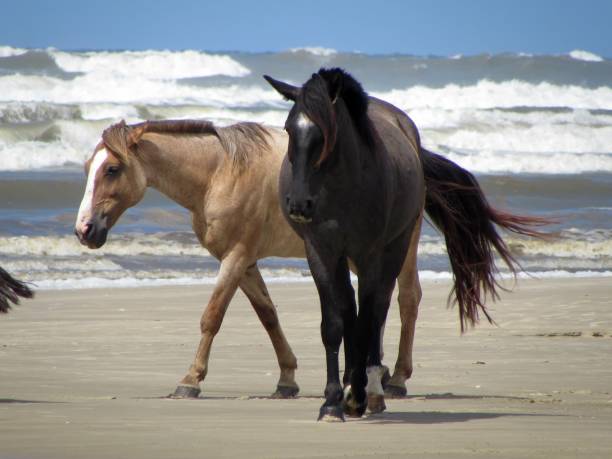 istock Horses and the sea 859845054