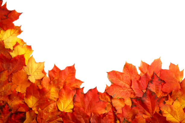 istock border frame of colorful autumn leaves isolated on white 859848218
