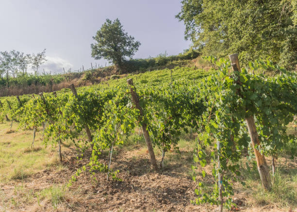 tuff (avellino),italy, symbols, places and vineyards - 3621 imagens e fotografias de stock