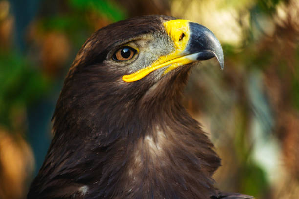 steppe eagle portrait close-up steppe eagle portrait close-up with a powerful beak steppe eagle aquila nipalensis detail of eagles head stock pictures, royalty-free photos & images