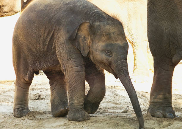 istock little elephant goes for a walk 859849142