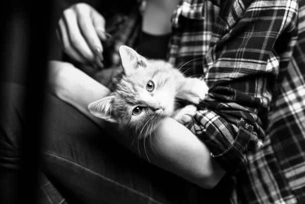 istock A stray cat in the stairwell 859849572