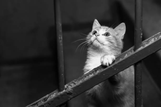 Homeless ginger kitten in the entrance black and white poster
