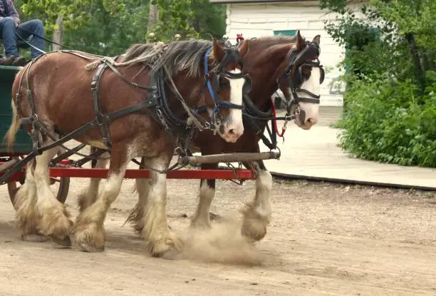Clydesdale horses pulling a wagon in a transportation demonstration