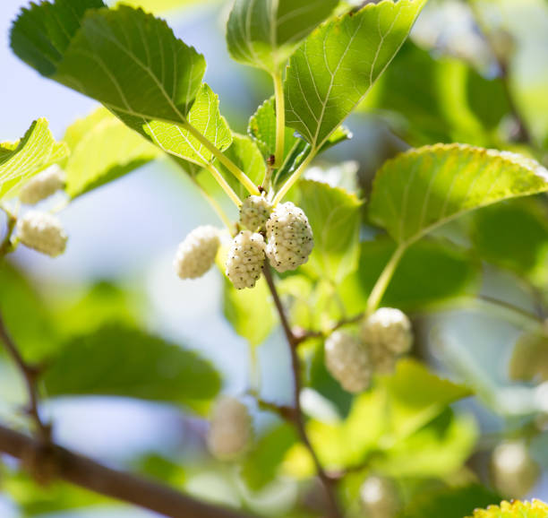 istock mulberry berries on branches of a tree 859852802