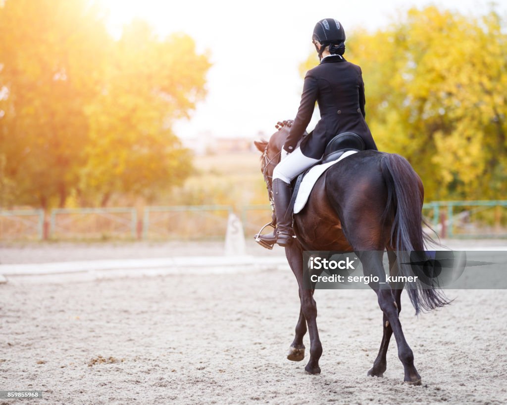 Vue arrière de la femme jeune cavalier sur mâle bai - Photo de Cheval libre de droits