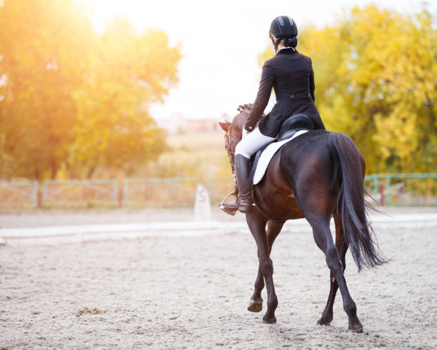 Rear view of young rider woman on bay horse Young rider woman on bay horse performing advanced test on dressage competition. Rear view image of equestrian event background with copy space equestrian event photos stock pictures, royalty-free photos & images