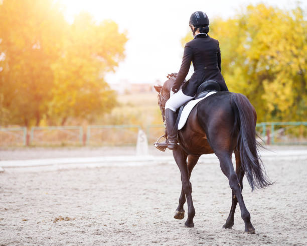 vista traseira da mulher jovem piloto na baía cavalo - equestrian event - fotografias e filmes do acervo