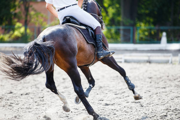 istock Bay horse with rider on show jumping competition. 859856080