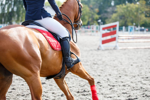 istock Young girl on sorrel horse galloping on her course 859856152
