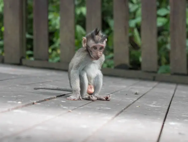 Little baby-monkey in monkey forest of Ubud, Bali, Indonesia