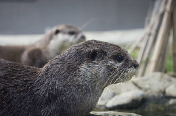 brown otter looking away from the camera otter on a rock in the wilderness looking forward