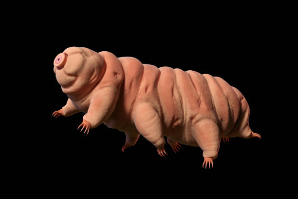 黒の背景、3 d イラストレーションに分離された tardigrade、水クマ - water bear ストックフォトと画像