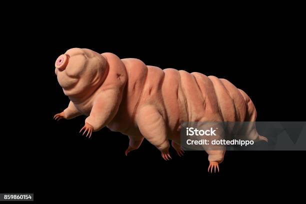 Tardigrade Water Bear Isolated On Black Background 3d Illustration Stock Photo - Download Image Now