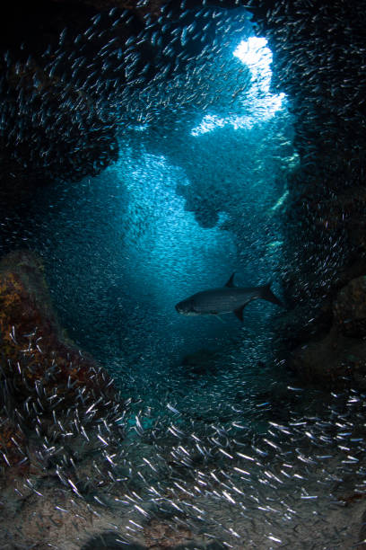 istock Silversides and Tarpon in Underwater Grotto 859860856