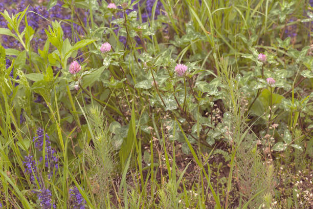 pink klee blumen - 11084 stock-fotos und bilder