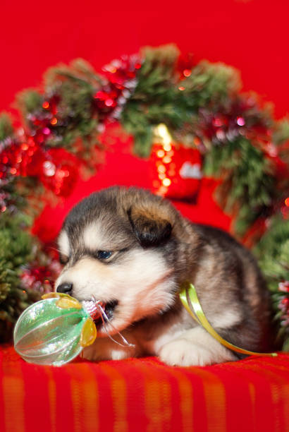 istock Puppy sitting on a red background 859864038