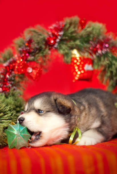 istock Puppy sitting on a red background 859864070
