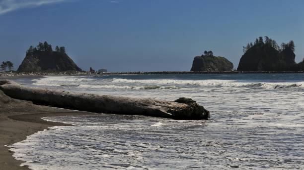 istock La Push Beach Driftwood Log, Beach,Olympic Coast, Washington 859866304