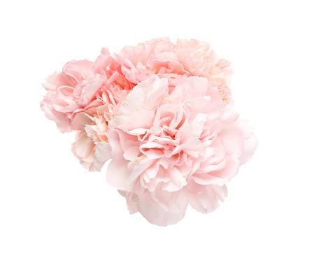 Pictured  bouquet of carnation in a white background.