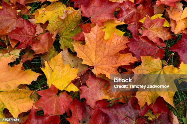 秋色とりどりの落ち葉 - 秋のストックフォトや画像を多数ご用意 - 秋, 葉, 落ちる