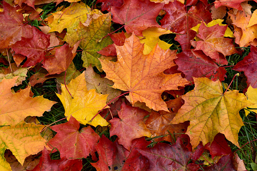 Wet, bright leaves of maple lie on the grass.
