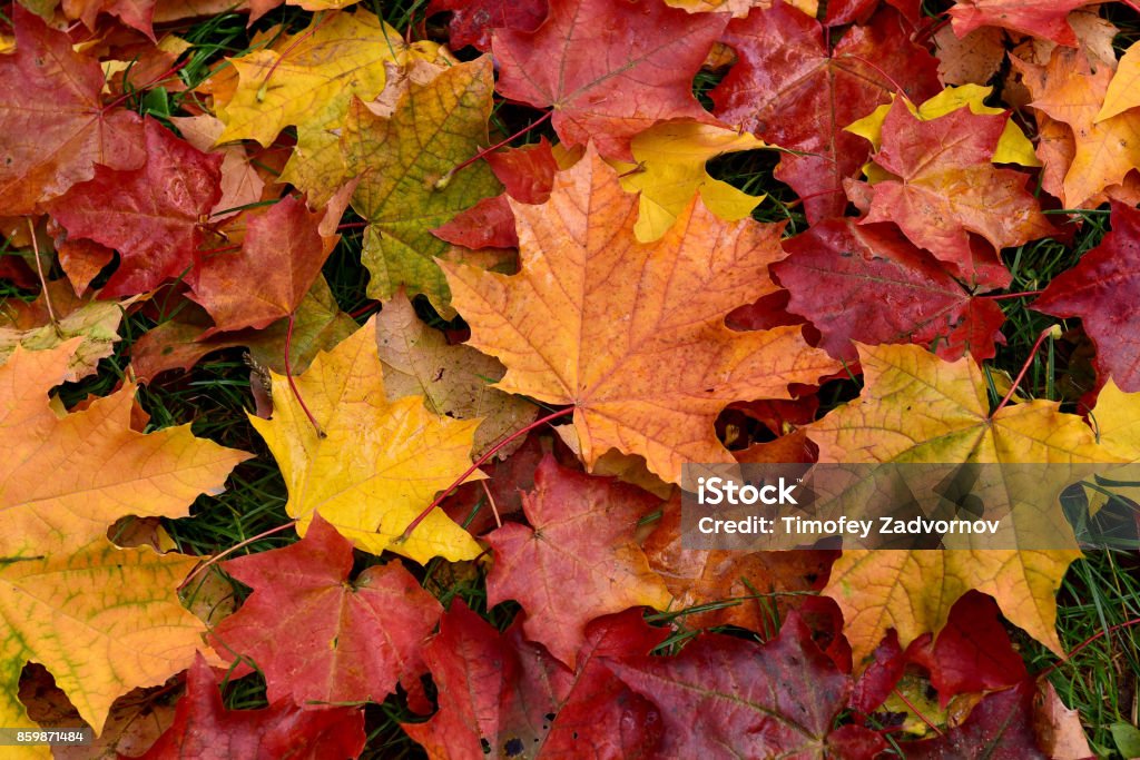Autumn. Multicolored fallen leaves. Wet, bright leaves of maple lie on the grass. Autumn Stock Photo