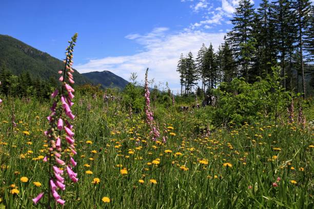 istock Cleared Logging Field, Summer Wildflowers, Washington 859874244