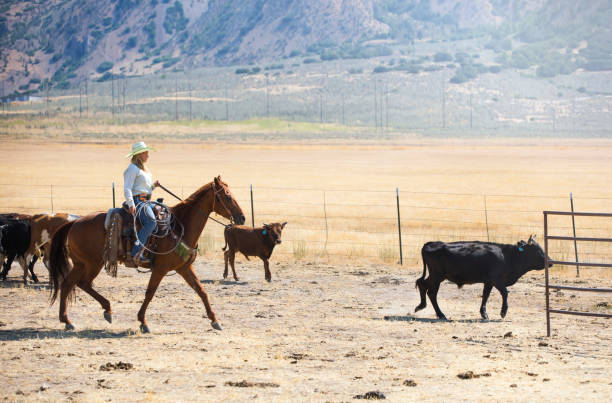 istock Cowgirl Herding Cattle 859875870