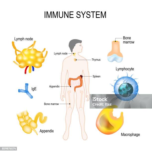 Human Immune System Stock Illustration - Download Image Now - Biological Cell, Immune System, In Silhouette