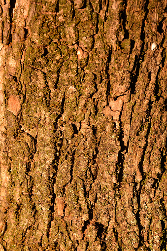 Photo Picture of the Beautiful Trunk Wood Background Texture