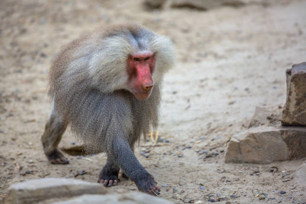 istock Male Hamadryas baboon walking 859883824