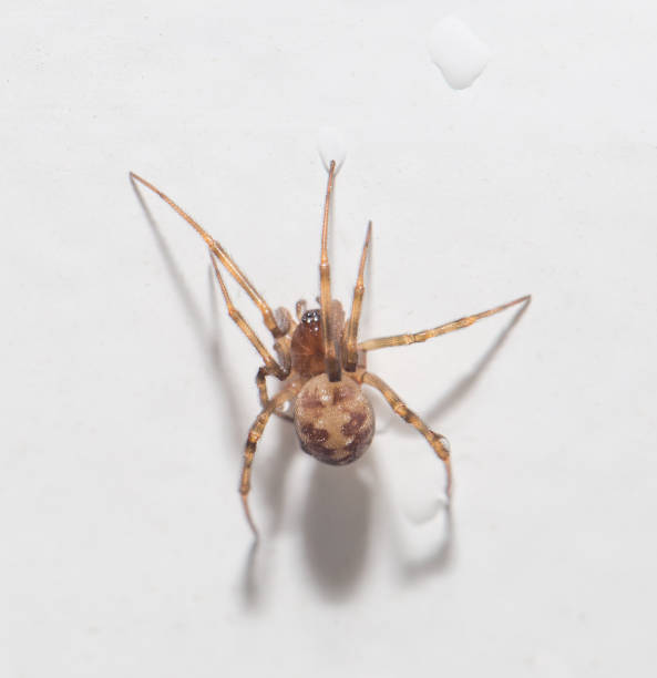 istock spider with water droplets on white. close-up 859886824