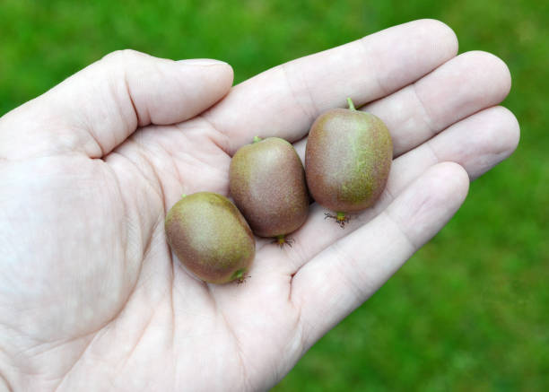 istock Kiwi Grapes in Hand 859886858