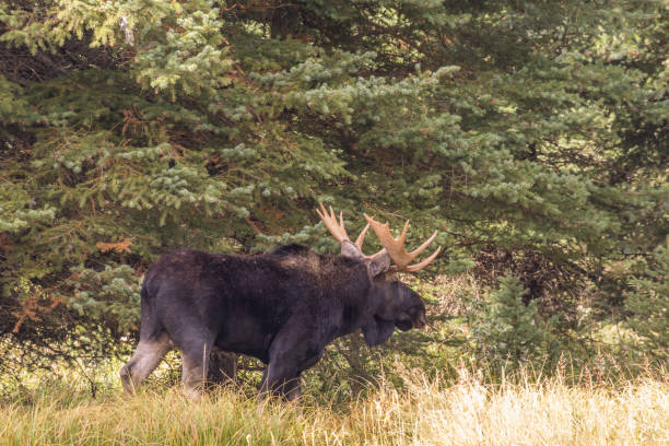 istock Bull Shiras moose in Rut 859893680