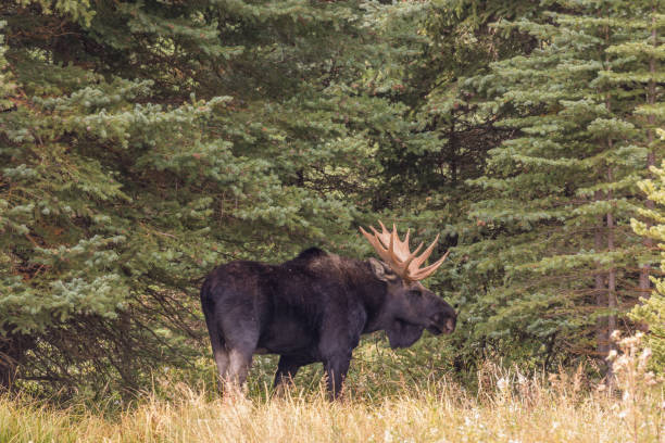 istock Bull Shiras moose in Rut 859893742