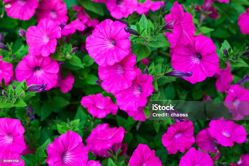 Petunia flowers Pink petunia flowers close-up view. Backgrounds Stock Photo