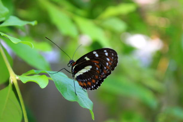 istock creamy-spotted tigerwing butterfly 859897662