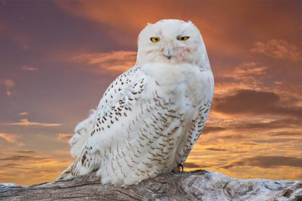 Snowy Owl Perched at Sunset The Snowy Owl (Bubo scandiacus) is an infrequent visitor to the Pacific Northwest. Rare visitation, known as an irruption is caused by over-population in the owl's native range in the Arctic where they normally winter. This juvenile owl was photographed in early winter at Damon Point near Ocean Shores, Washington State, USA. jeff goulden pacific ocean stock pictures, royalty-free photos & images