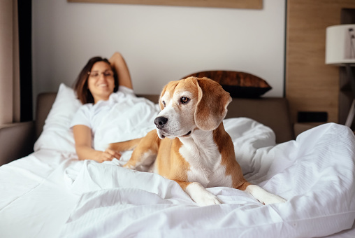 Woman and her beagle dog meet morning in bed