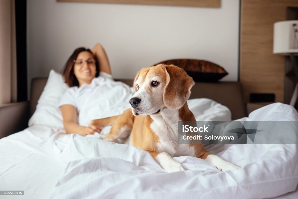 Mulher e seu cachorro beagle encontram de manhã na cama - Foto de stock de Hotel royalty-free