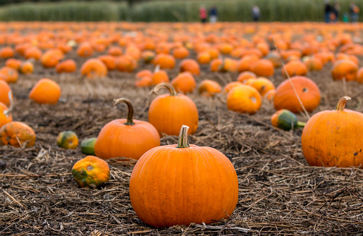 Field of different size orange colored pumpkins scattered around in a rural pumpkin patch.\n\nTaken in Davenport, California, USA.