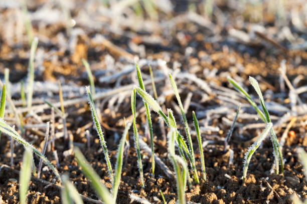 istock green wheat in a frost 859901436