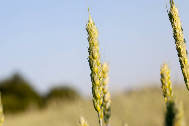 un campo agrícolo con un cultivo - 11206 fotografías e imágenes de stock