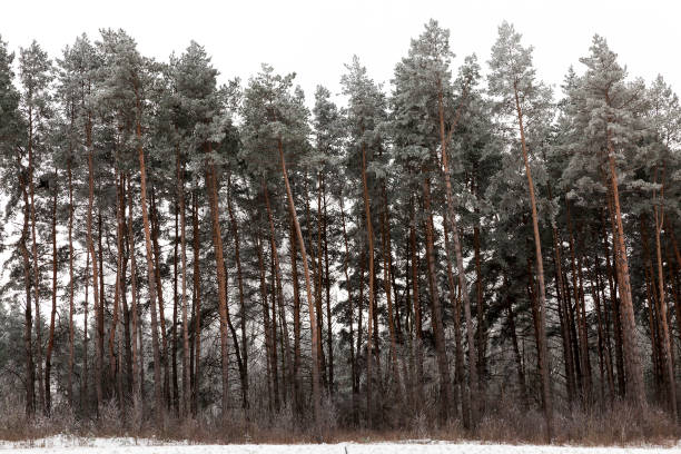 istock Winter season. Photo 859911890