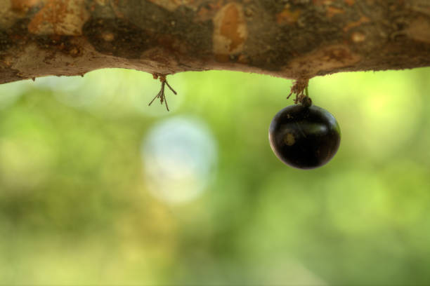sam owoc jaboticaba na pniu - pełnowymiarowe słodkie dojrzałe owoce - brazylia - dulcet zdjęcia i obrazy z banku zdjęć